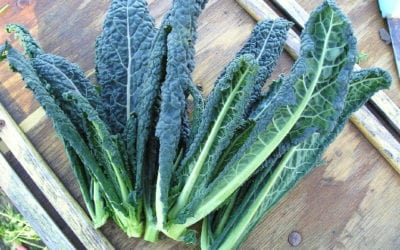 Migraine Trigger Alert! High Levels of Nitrates in Green Leafy Veggies