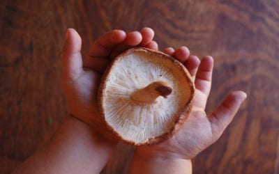 Why I Adore Prebiotics