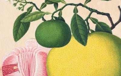 Hypertensive Essential Oils for Migraine & Headache (DIY)