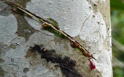 Natural CGRP Receptor Antagonists