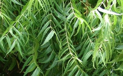 Bitters for Migraine Prevention and Liver Health