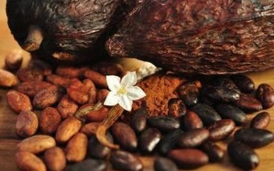 Migraine Cravings & Triggers Explained: Chocolate