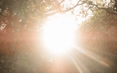 Clues to Mineral Influences in Light Sensitivity