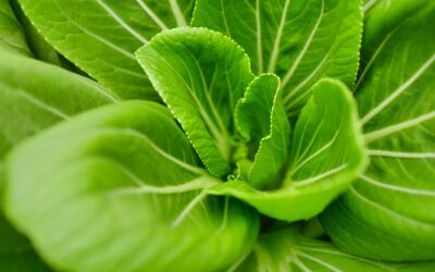 This May Be One of the Most Overlooked Vitamins for Resolving Migraine