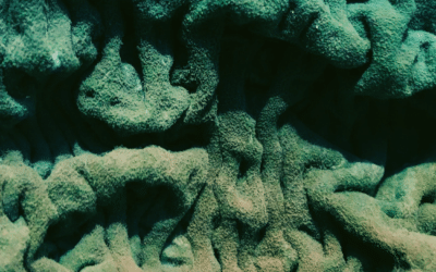 Yeasts, Fungi, and Mycotoxins: Hidden Culprits in Migraine Pain